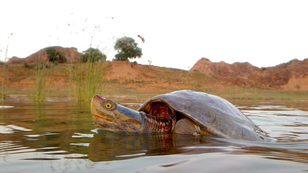 Red-Crowned Roofed Turtle